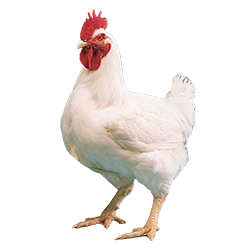 Broiler Chicken